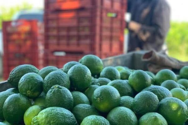 Avalan diputados comisión para atender crisis de citricultura en Veracruz