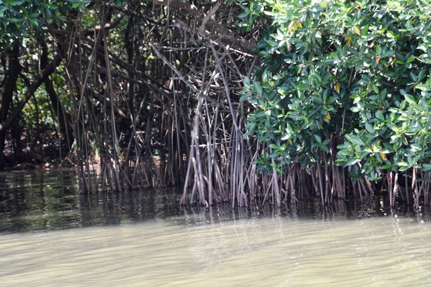 Siembran más de 4 mil plantas de mangle en el Golfo de México; esta cantidad de empleos generó | VIDEO