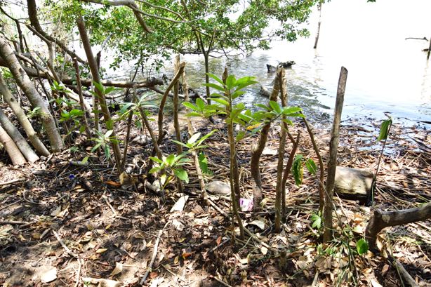 Siembran más de 4 mil plantas de mangle en el Golfo de México; esta cantidad de empleos generó | VIDEO