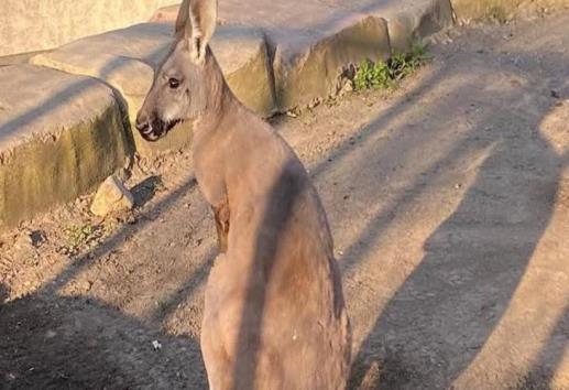 Muere el canguro Skippy, vivía en una reserva de Veracruz y era el único en todo México