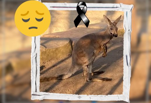 ¡Indignante! Envenenan a Skippy, el canguro de la UMA de Orizaba