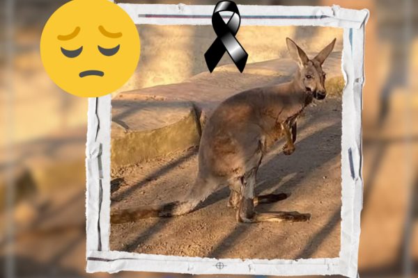 ¡Indignante! Envenenan a Skippy, el canguro de la UMA de Orizaba