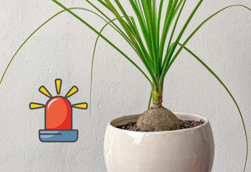 ¿Es ilegal tener una planta pata de elefante en México?