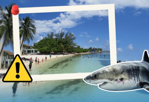 ¡No entres en pánico! esto debes hacer si ves un tiburón en la playa