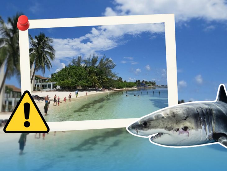¡No entres en pánico! esto debes hacer si ves un tiburón en la playa