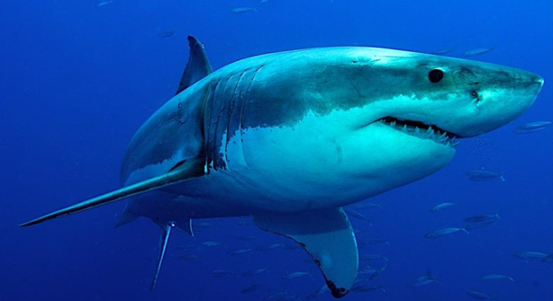 ¡No entres en pánico! esto debes hacer si ves un tiburón en la playa