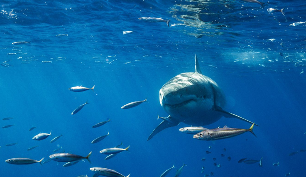 ¡No entres en pánico! esto debes hacer si ves un tiburón en la playa