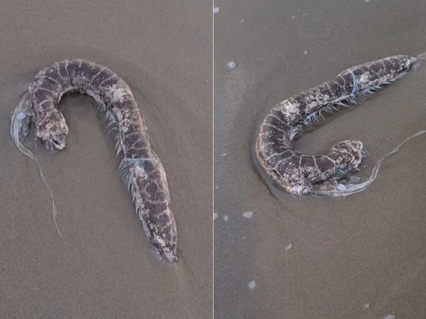 Extraña especie marina aparece sin vida en playas de Coatzacoalcos l VIDEO