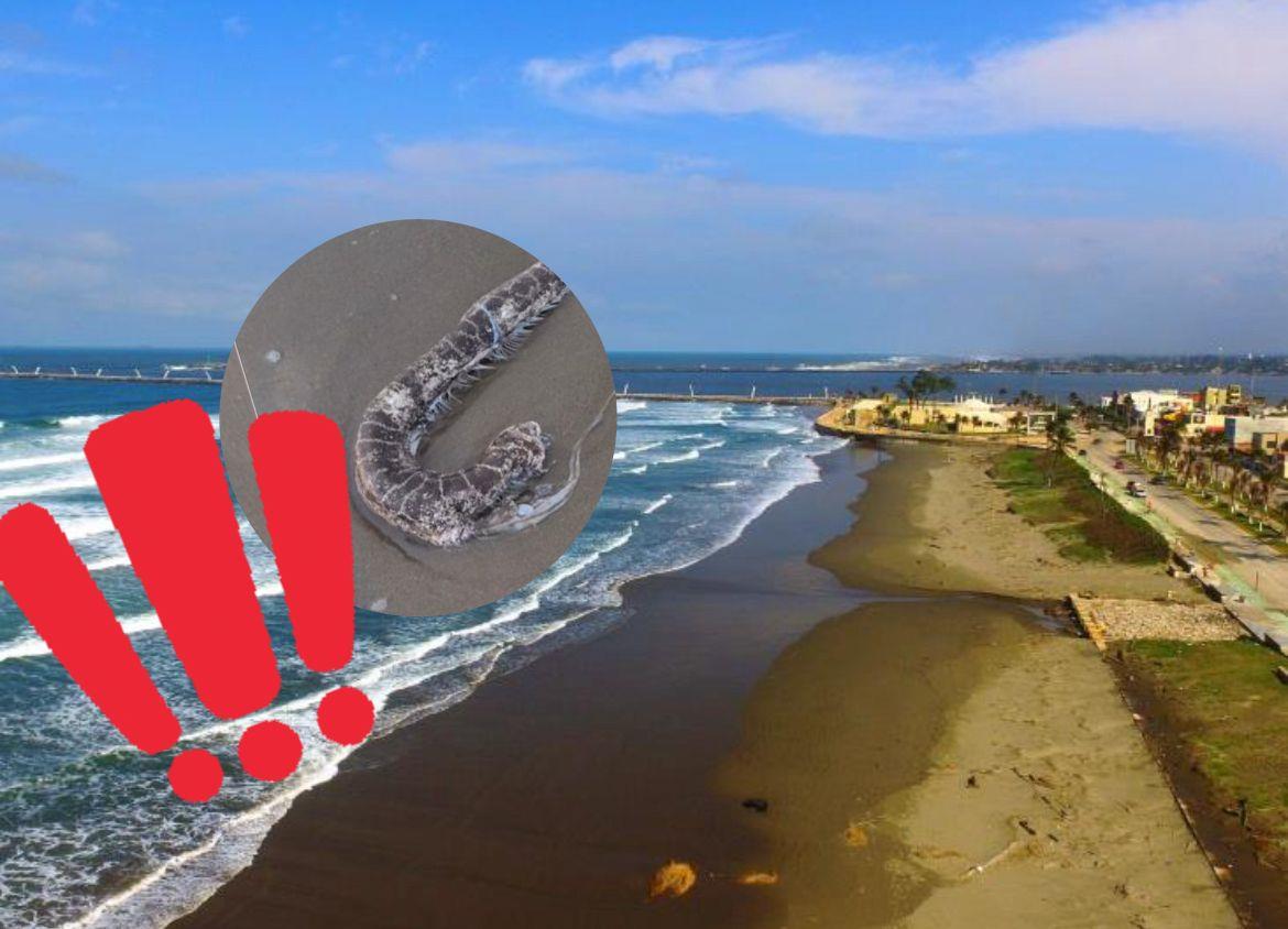 Extraña especie marina aparece sin vida en playas de Coatzacoalcos l VIDEO