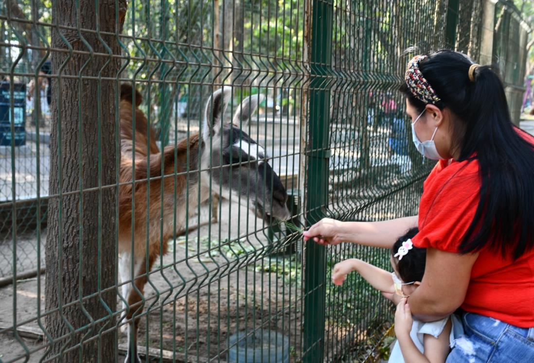¿Abrirá al público el zoológico de Veracruz este primero de mayo?