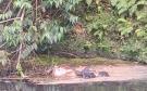 Hallan cuerpo sin vida en el río Jamapa
