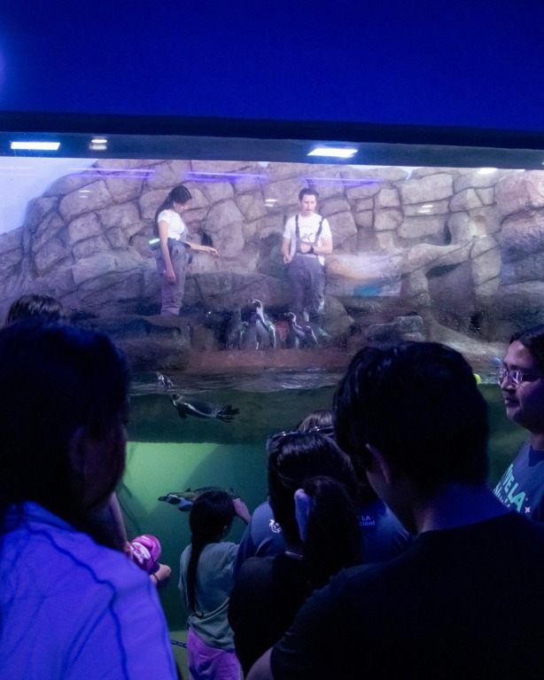 Anuncian campamento nocturno en el acuario de Veracruz: A esta hora ingresarán los niños