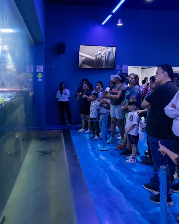 Anuncian campamento nocturno en el acuario de Veracruz: A esta hora ingresarán los niños