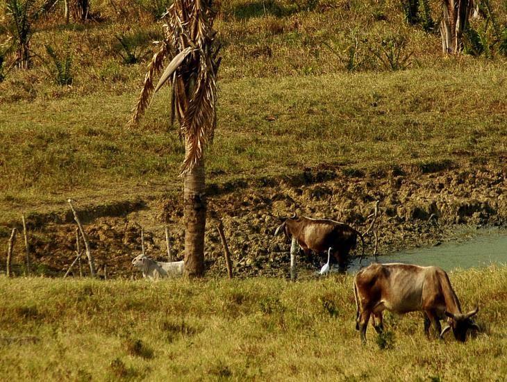 Sequía moderada en 22 municipios veracruzano, uno en el sur, ¿de cuál se trata?