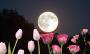 Luna de Flores 2025: ¿podrá verse en Veracruz?