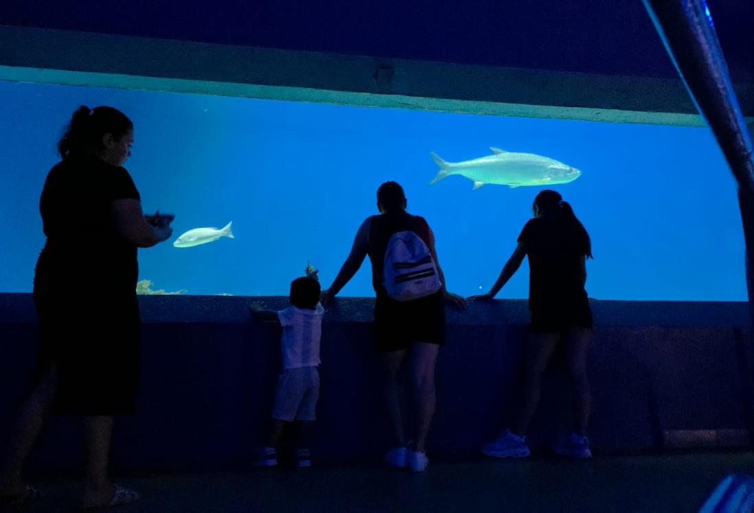 Solo 30 niños podrán ingresar al Campamento Nocturno del Aquarium del Puerto de Veracruz