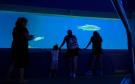 Solo 30 niños podrán ingresar al Campamento Nocturno del Aquarium del Puerto de Veracruz