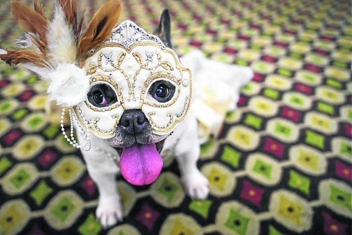 Invitan a participar en el Carnaval Canino en el parque Zaragoza de Veracruz
