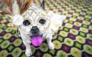Invitan a participar en el Carnaval Canino en el parque Zaragoza de Veracruz