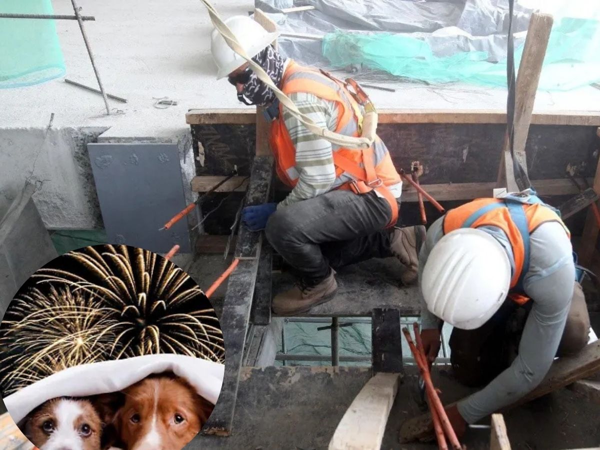 Día de la Santa Cruz: reportan animales perdidos en Xalapa por pirotecnia