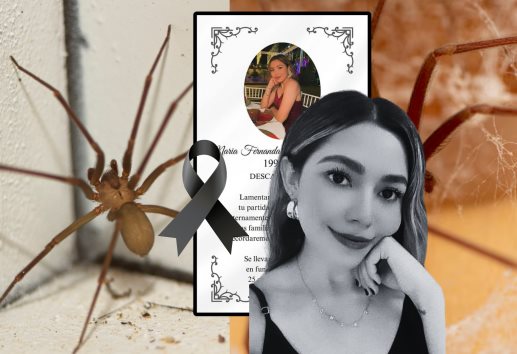 Araña violinista cobra otra víctima: Fernanda falleció en solo 90 minutos