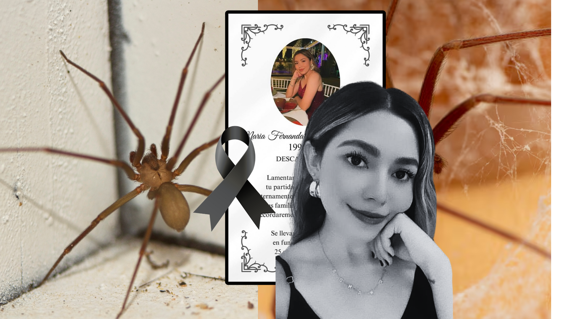Araña violinista cobra otra víctima: Fernanda falleció en solo 90 minutos