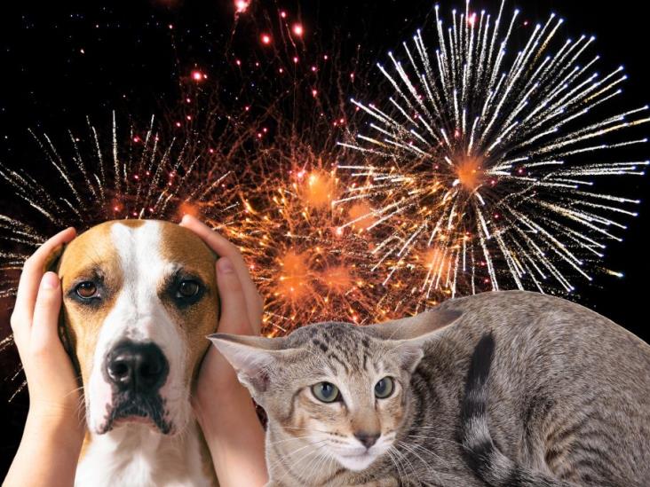 Esto debes hacer para que tu mascota no sufra por la pirotecnia