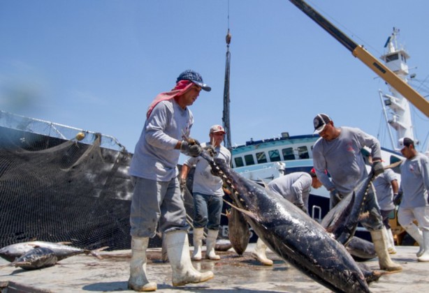 Estos son los beneficios para el territorito mexicano la pesca de atún