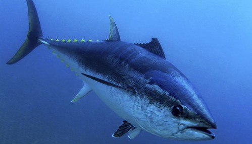 Estos son los beneficios para el territorito mexicano la pesca de atún