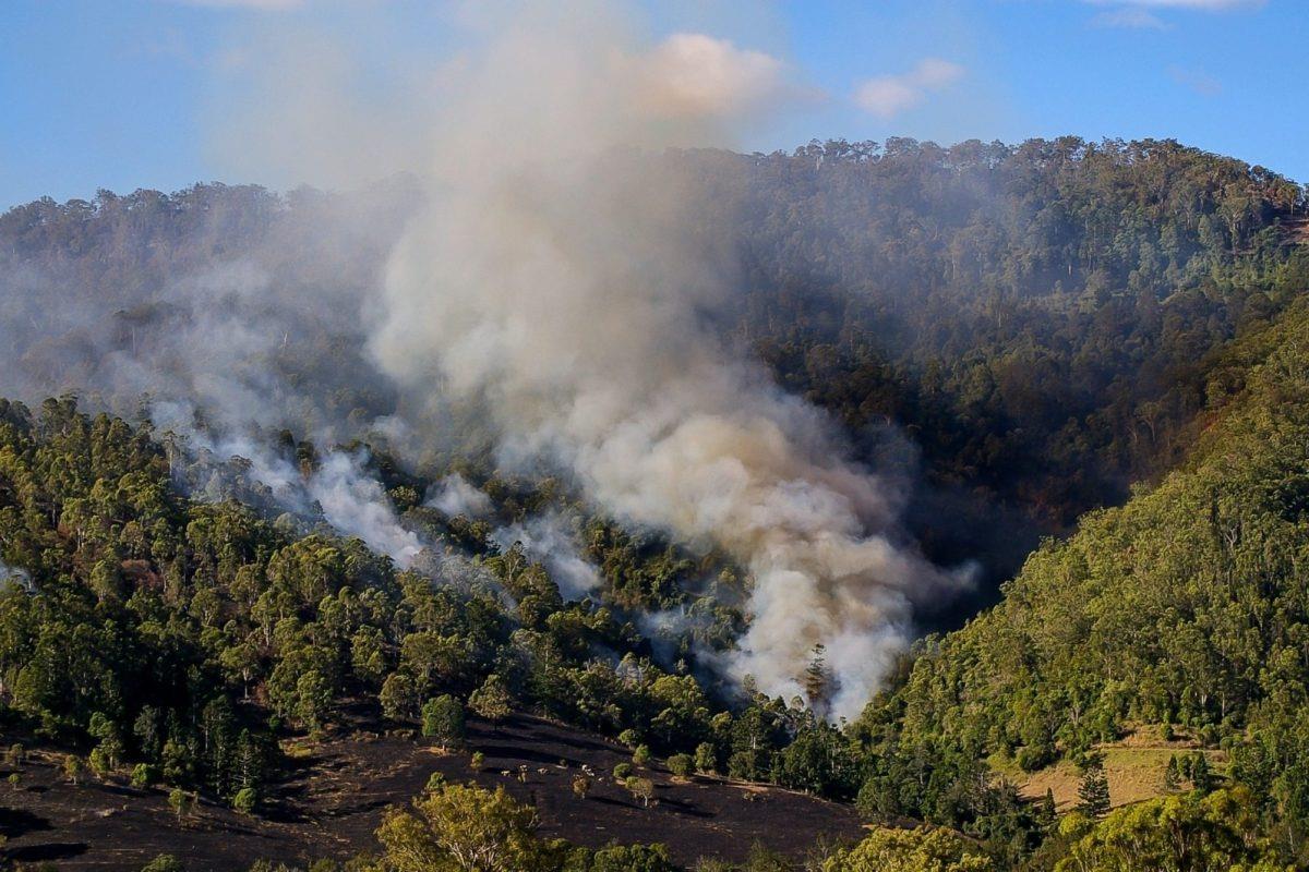 Incendio alcanza santuario de la Mariposa Monarca en Michoacán