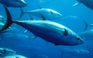 Estos son los beneficios para el territorito mexicano la pesca de atún