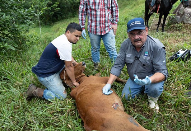 Gobierno federal instalará en Veracruz un punto de verificación para erradicar el gusano barrenador