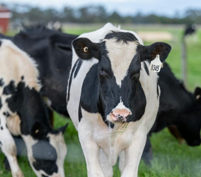 México recibe más de 8 mil vacas de Australia para mejorar la genética del hato bovino nacional