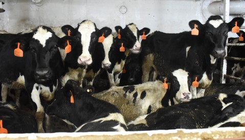 México recibe más de 8 mil vacas de Australia para mejorar la genética del hato bovino nacional