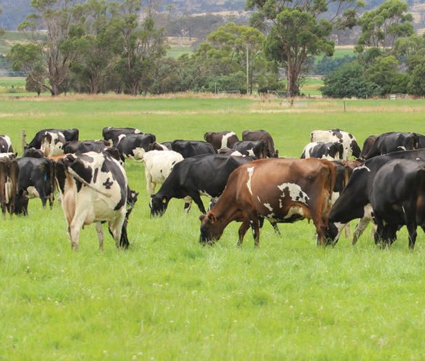 México recibe más de 8 mil vacas de Australia para mejorar la genética del hato bovino nacional