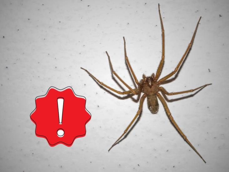¿Qué hacer si me muerde una araña violinista?