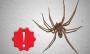 ¿Qué hacer si me muerde una araña violinista?