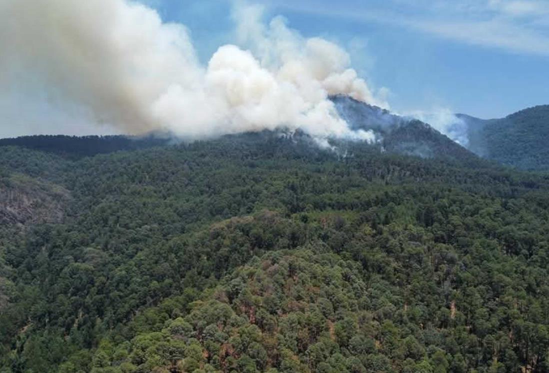 Incendio alcanza santuario de la Mariposa Monarca en Michoacán