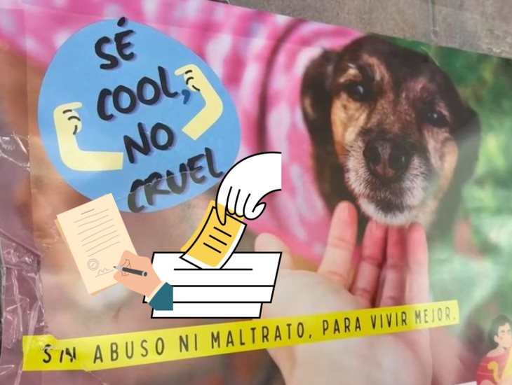 Activistas buscan que candidatos de Veracruz firmen acuerdos en favor de los animales