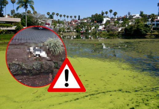 Muere pato en el Lago de Las Ánimas; causa alarma grave contaminación 