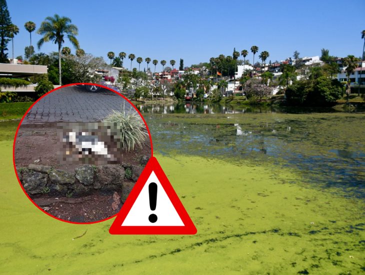 Muere pato en el Lago de Las Ánimas; causa alarma grave contaminación 