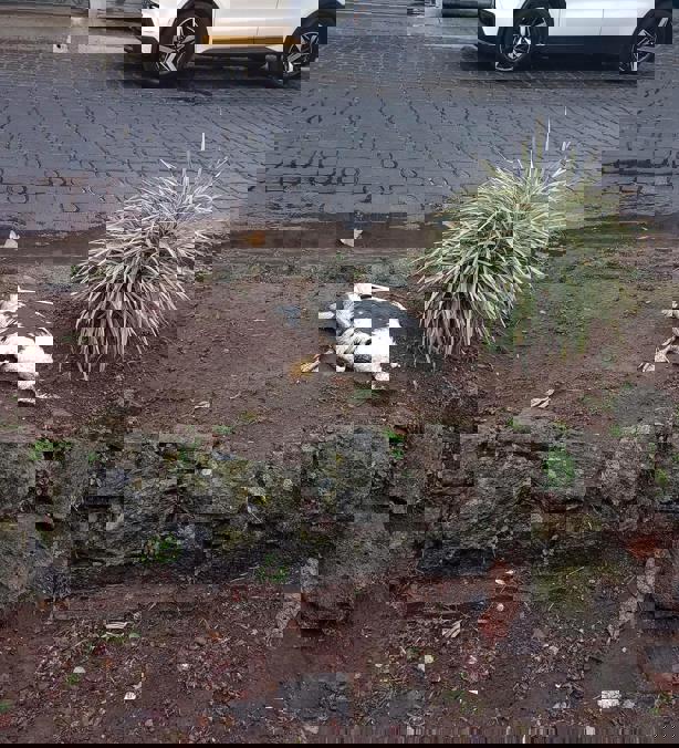 Muere pato en el Lago de Las Ánimas; causa alarma grave contaminación 