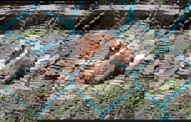 Activistas buscan que candidatos de Veracruz firmen acuerdos en favor de los animales