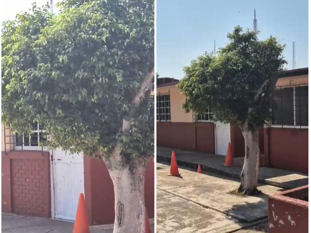 Por enjambre de abejas, casi suspenden clases en primaria de Coatzacoalcos | VIDEO