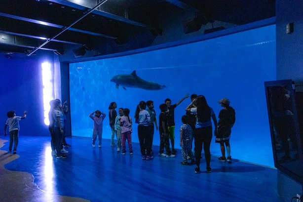 Acuario de Veracruz: ¿Dónde conseguir boletos para el próximo martes gratis?