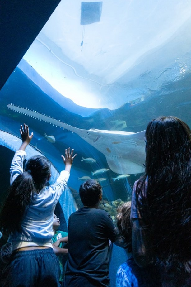 Acuario de Veracruz: ¿Dónde conseguir boletos para el próximo martes gratis?