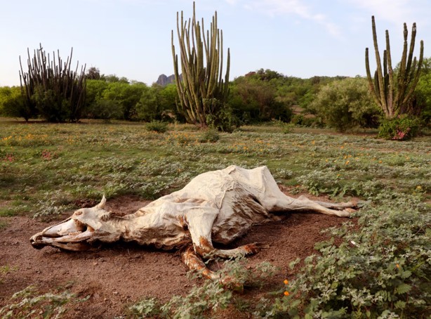 Calor en Veracruz: Estos son los municipios que enfrentan sequía