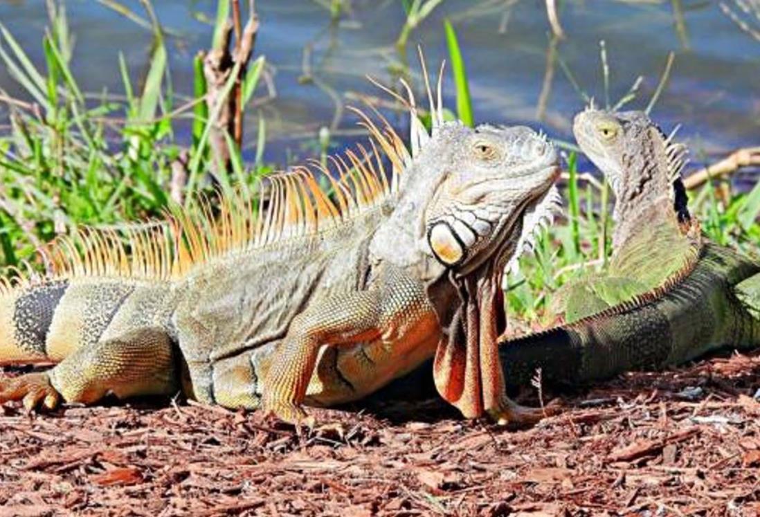 Crece el avistamiento de fauna silvestre ante altas temperaturas y estiaje en Veracruz