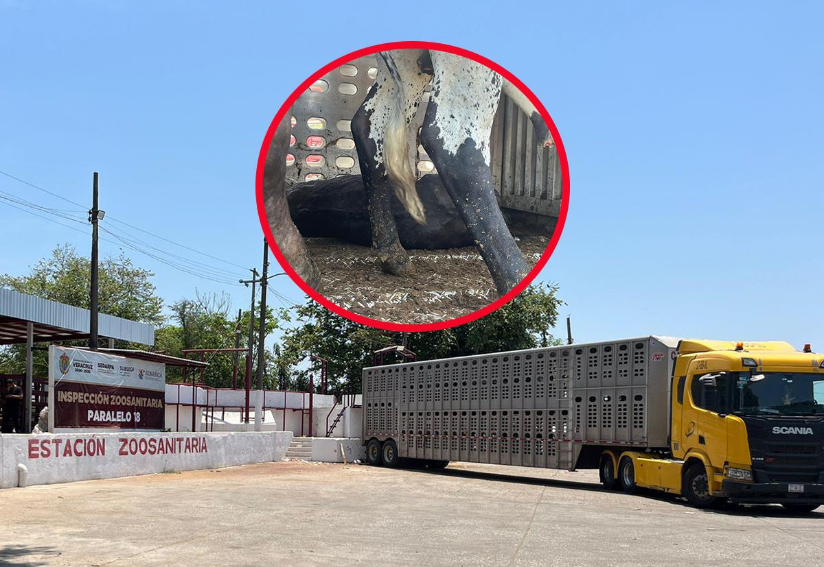 Paralelo 18, en crítica situación; tardías inspecciones generan mortandad de ganado en el sur de Veracruz 