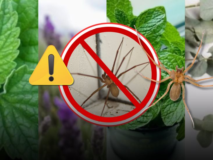 ¿Miedo a la araña violinista? Estas plantas pueden ahuyentar al arácnido